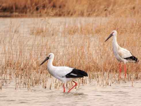 另类鸟类建筑师之一（白鹳、秃鹳）