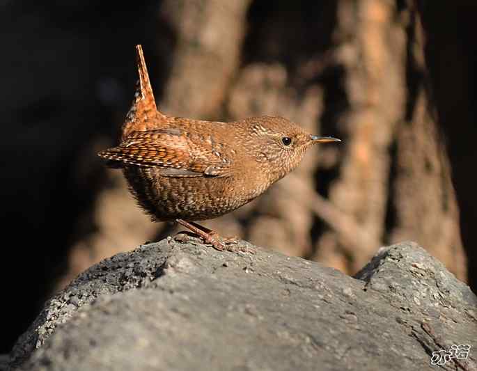 北京植物园&nbsp;wbr路&nbsp;wbr鹪（jiao）鹩（liao）