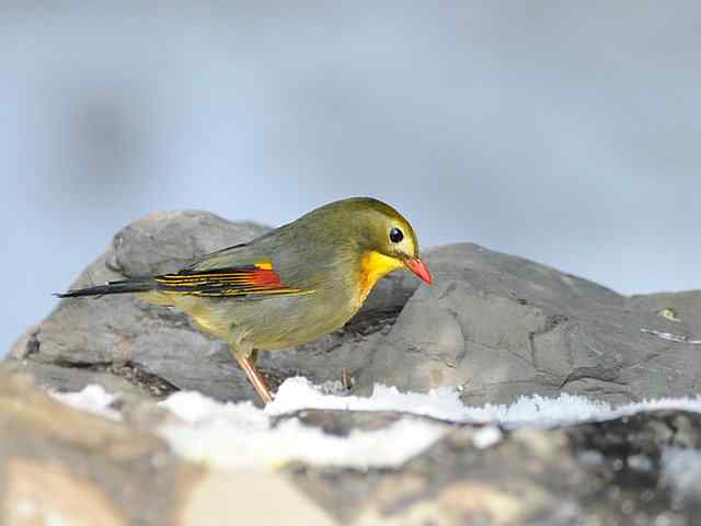 红嘴相思 VS 白喉噪鹛