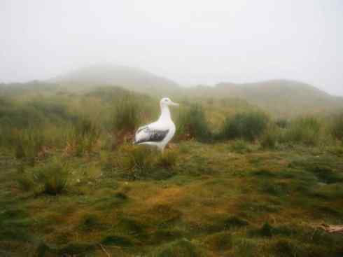 鸟类之最：漂泊信天翁