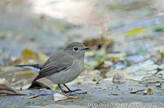 红喉姬鹟（11）