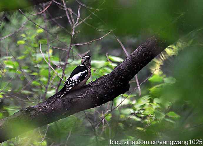 您见过啄木鸟洗澡吗？（记录版）