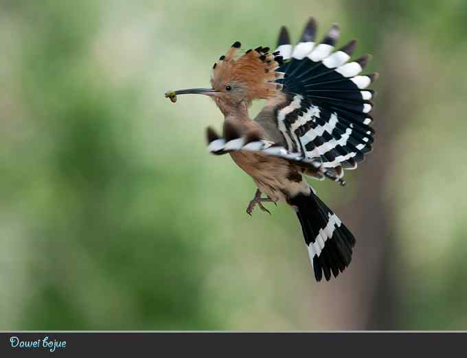 又到戴胜育雏时