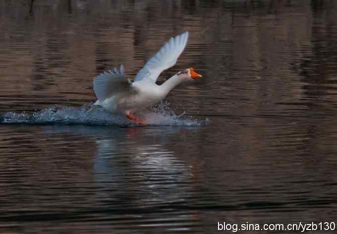 是谁踏浪而来？（组图，4张图片）