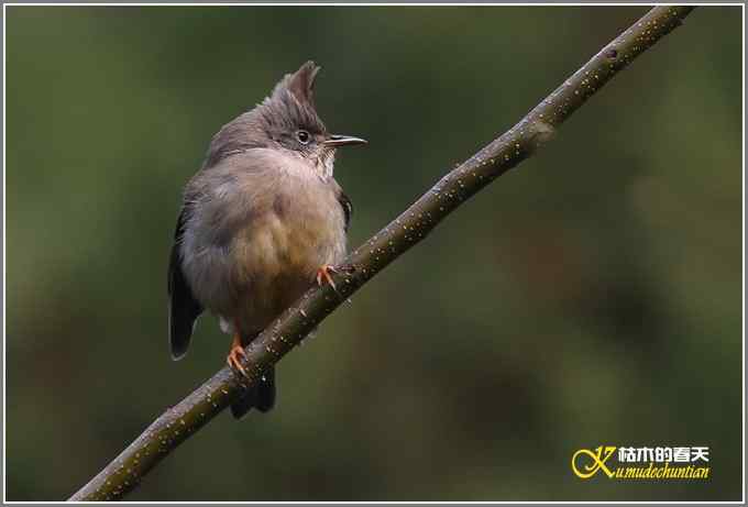 今年冬天的鸟儿有点少【照片】