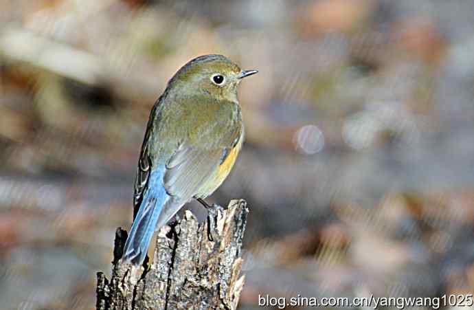 红肋蓝尾鸲 wbr2