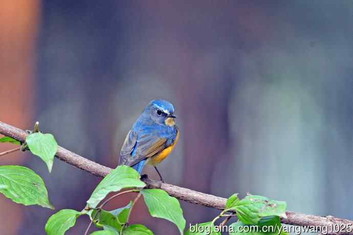 雄性红胁蓝尾鸲(33) 雄性红胁蓝尾鸲(33)