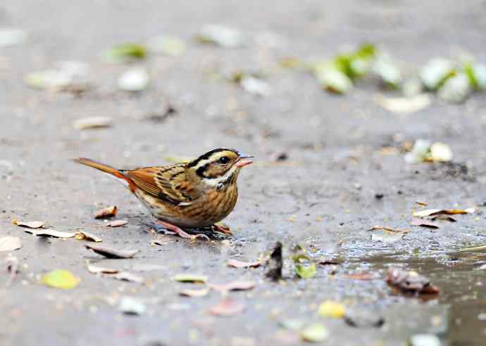 北京天坛公园的鸟类——白眉鹀（抓拍）