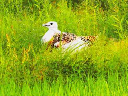 鸟类之最：大鸨