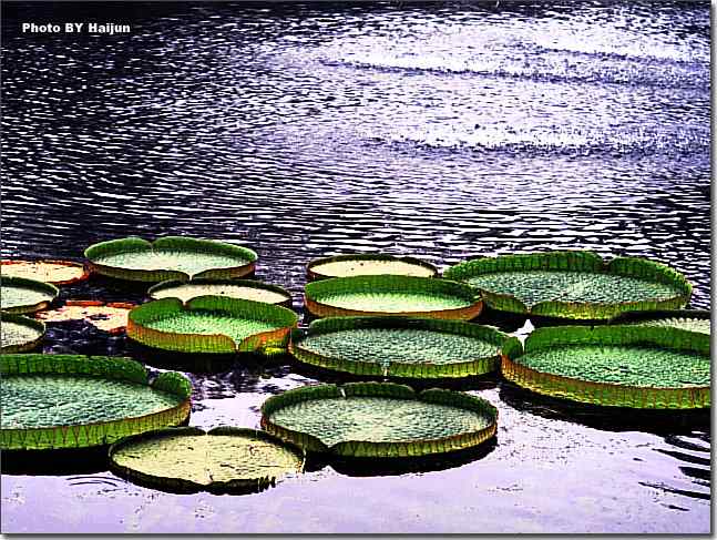 圆明园观赏亚马逊王莲