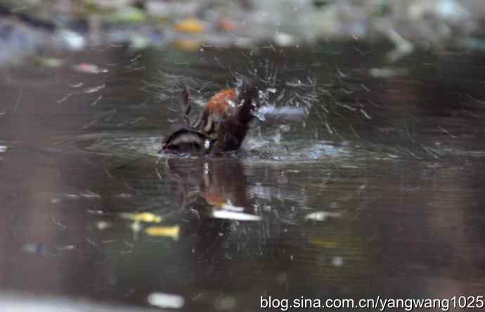 沐浴中的鸟儿