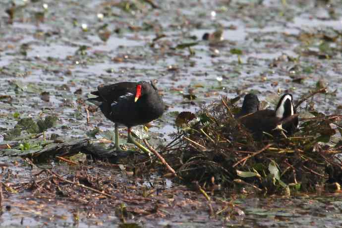 摄鸟拾趣（十九） wbr wbr黑水鸡