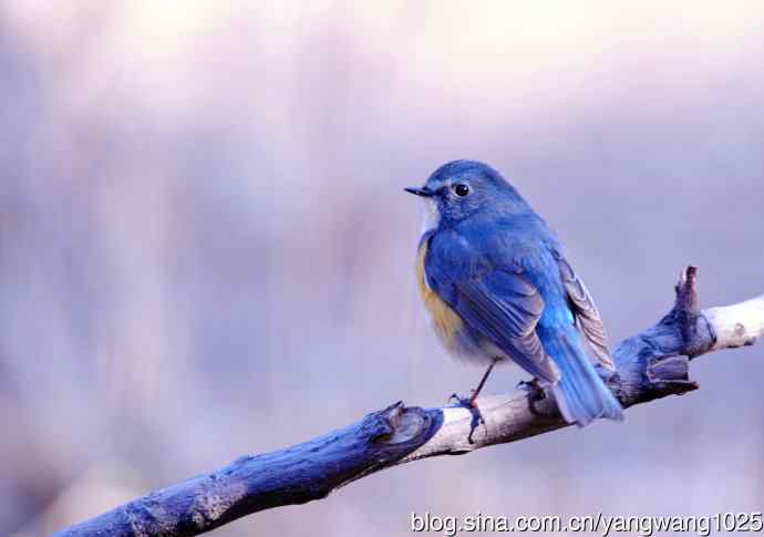 雄性红胁蓝尾鸲（3）