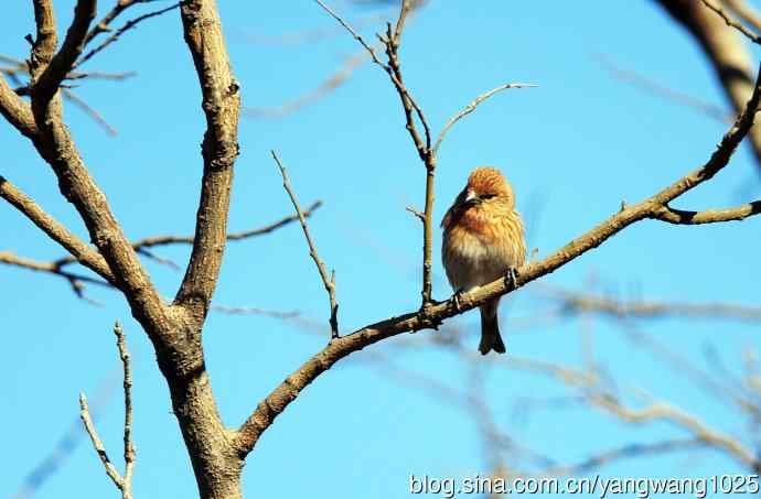 雌性北朱雀（1）