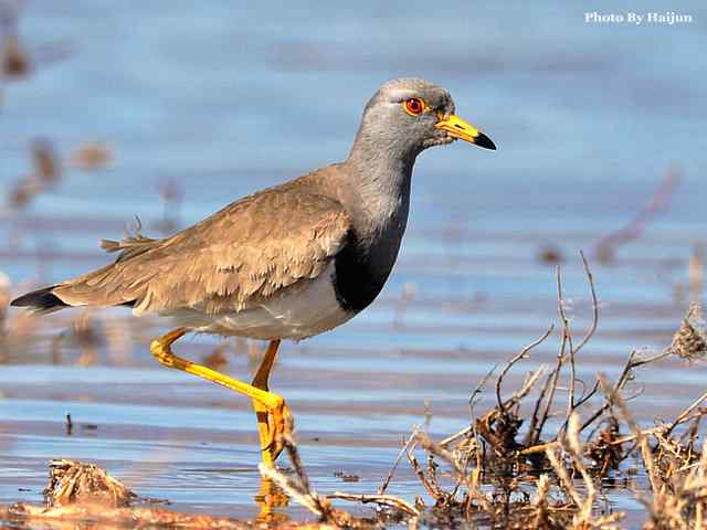 风乍起 wbr吹皱一湖碧水(观赏灰头麦鸡)