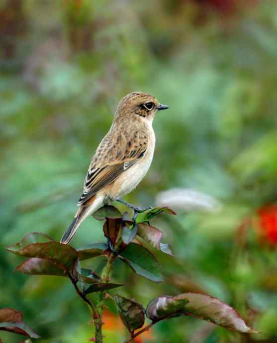 黑喉石鵖mm写真