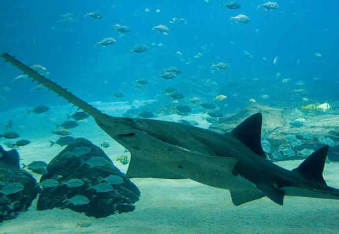 鱼类活化石:锯鳐 鱼类活化石:锯鳐