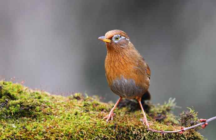 【画眉深浅入时无 wbr不如林间自在啼】（野生画眉鸟一组）