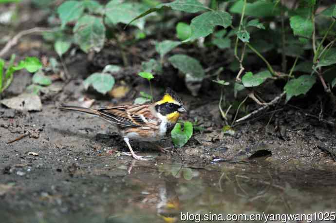 雄性黄喉鹀（4）