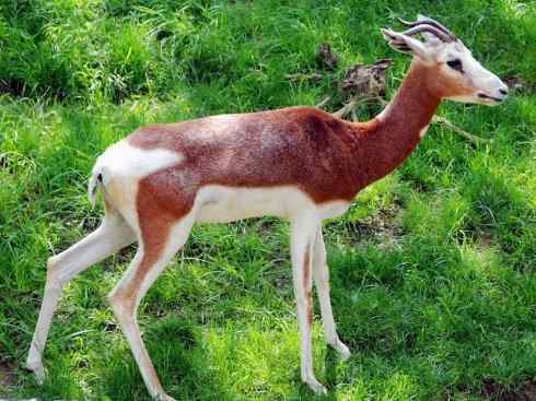 麒麟：传说的兽原型探秘（鹿羚）