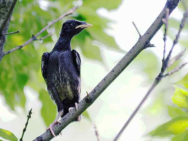 晕~ wbr这都啥鸟儿啊 晕~ wbr这都啥鸟儿啊
