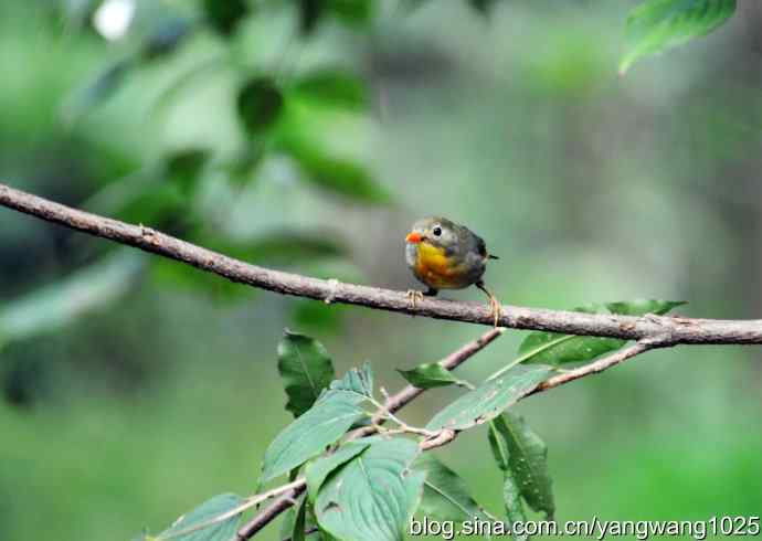 又遇相思鸟（2）