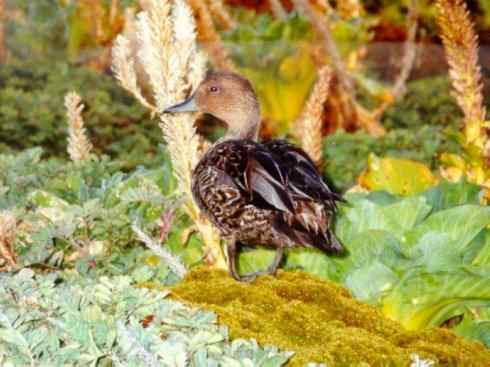 欣赏:美丽的钻水鸭5 欣赏:美丽的钻水鸭5