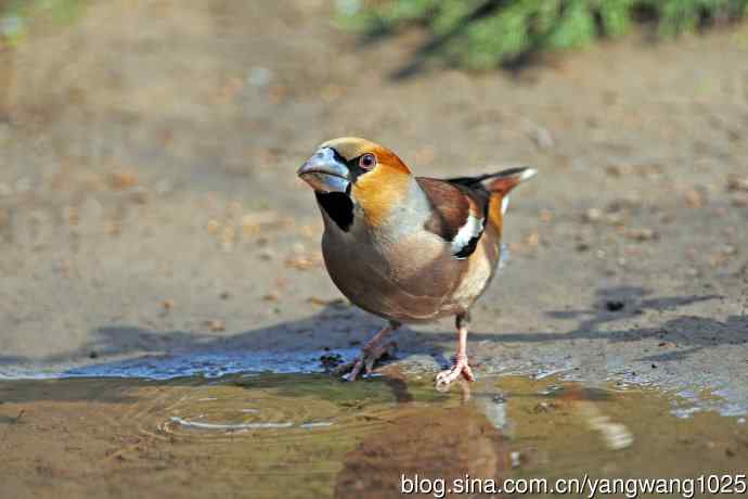 锡嘴雀(3) 锡嘴雀(3)