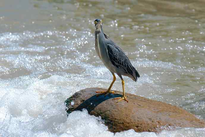潮河渔郎绿鹭鸶☆★ 潮河渔郎绿鹭鸶☆★