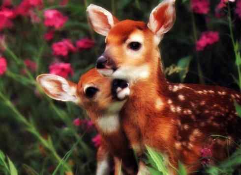 麒麟：传说的兽原型探秘（梅花鹿）