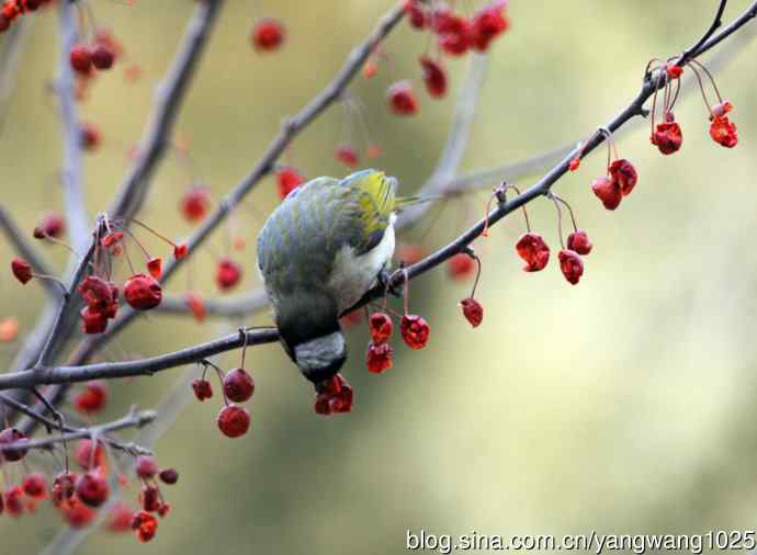 吃红豆的白头鹎
