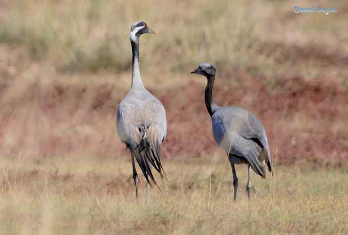 达里诺尔湖的蓑羽鹤