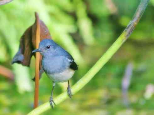 雀鸟也彪悍：谁怕谁（鹊鸲）