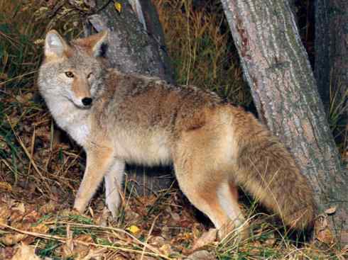 犬科:犬亚科犬属之郊狼、红狼 犬科:犬亚科犬属之郊狼、红狼