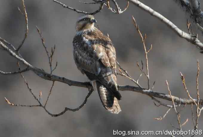 白河峡谷：鹮嘴儿小猫拍不够