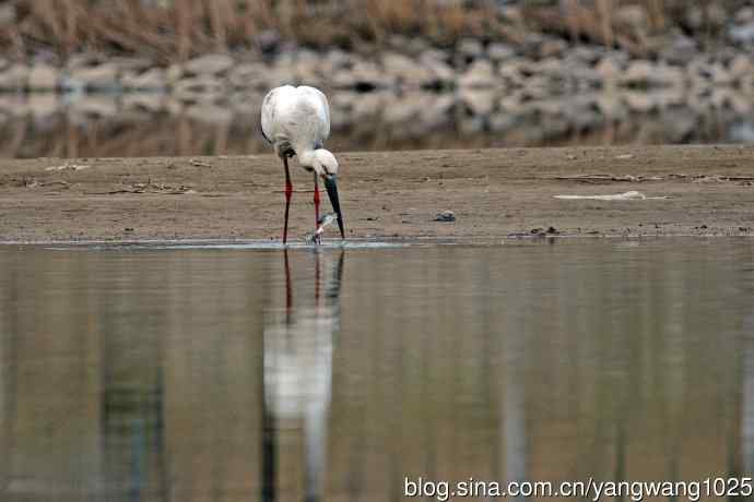 北京南海子公园的鸟类——吃早餐的东方白鹳（1）