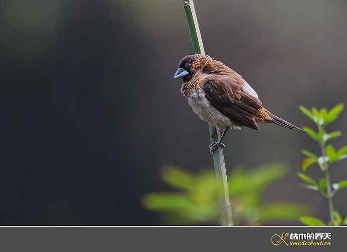 酒红朱雀和我躲猫猫 酒红朱雀和我躲猫猫
