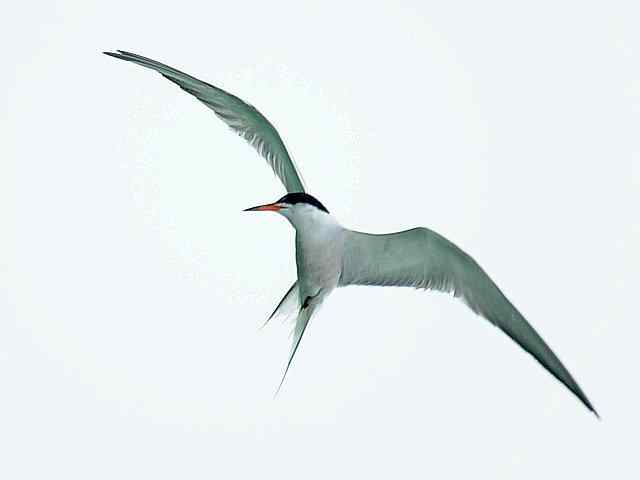 翠明湖畔观鸟儿情