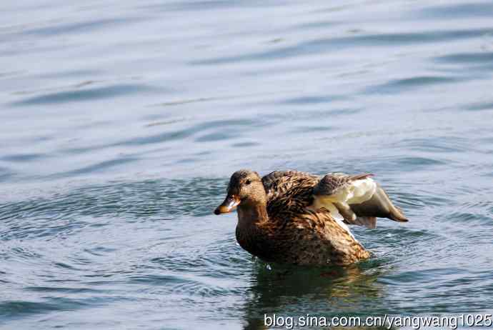 绿头鸭（2）