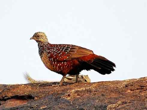 凤凰：传说的鸟原型探秘（原鸡）