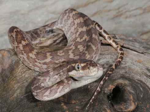 龙：传说的兽原型探秘（树蟒类）