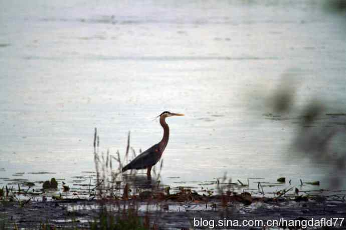 大蓝鹭涉水