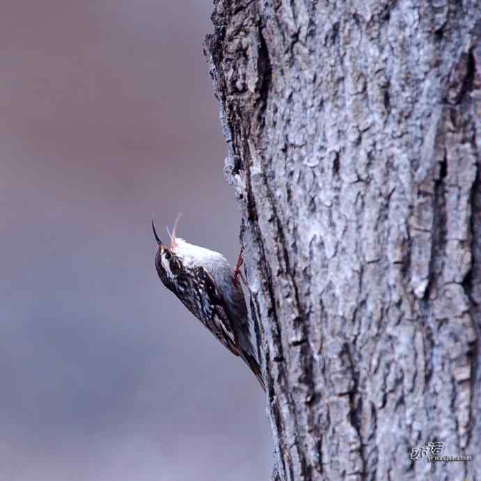 轻寒薄暖，再上川西