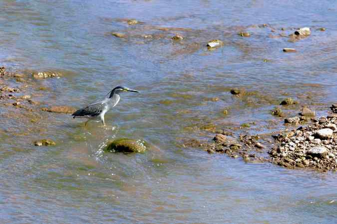绿鹭的栖息地(密云潮白河畔)
