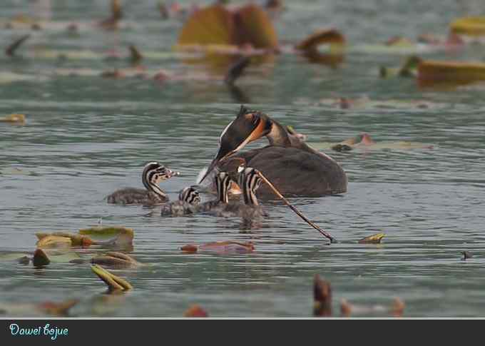 献给含辛茹苦的父母们