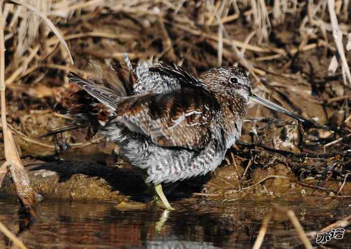 白河峡谷 wbr路 wbr孤沙锥(沐浴梳羽版) 白河峡谷 wbr路 wbr孤沙锥(沐浴梳羽版)