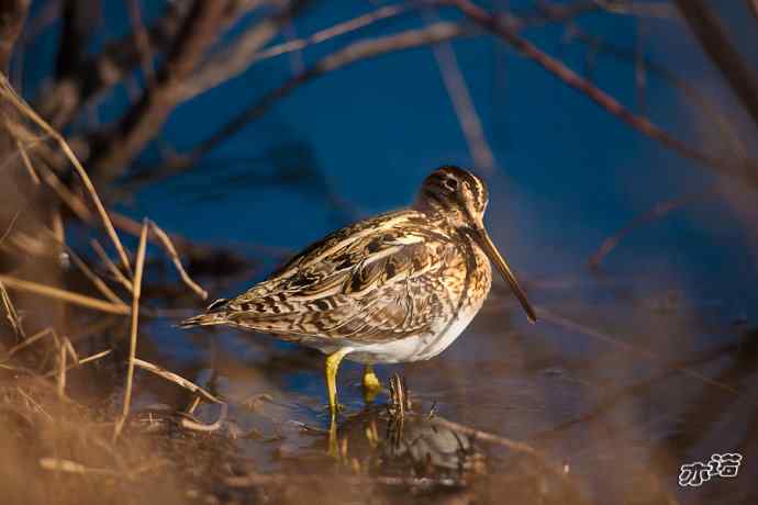 3月27日北京野鸭湖一组原画幅鸟片
