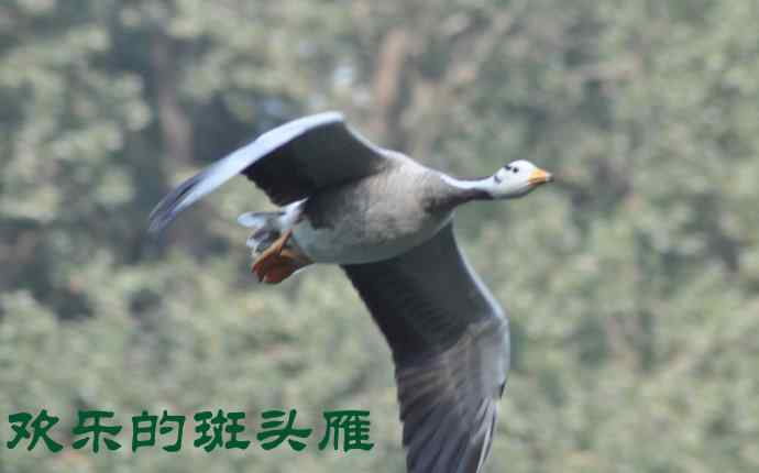 欢乐的斑头雁