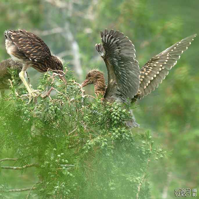 小白鹭与小夜鹭 小白鹭与小夜鹭