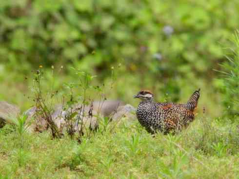家禽驯化之源之九